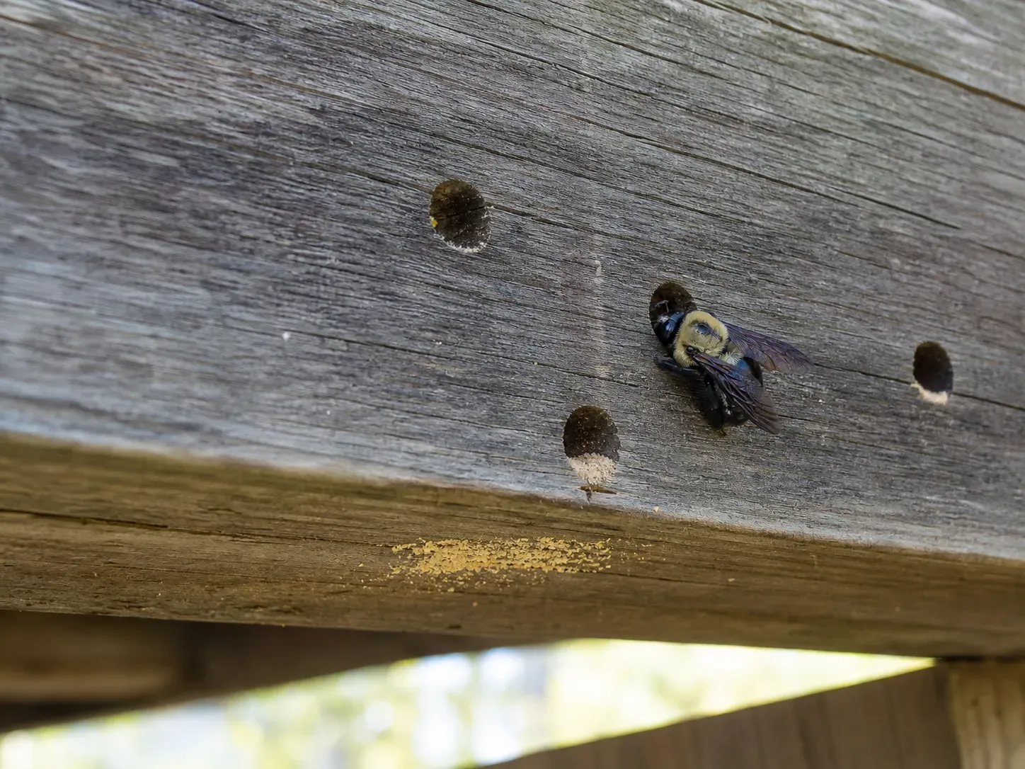 Carpenter bee bore holes and damage in a wooden pergola beam